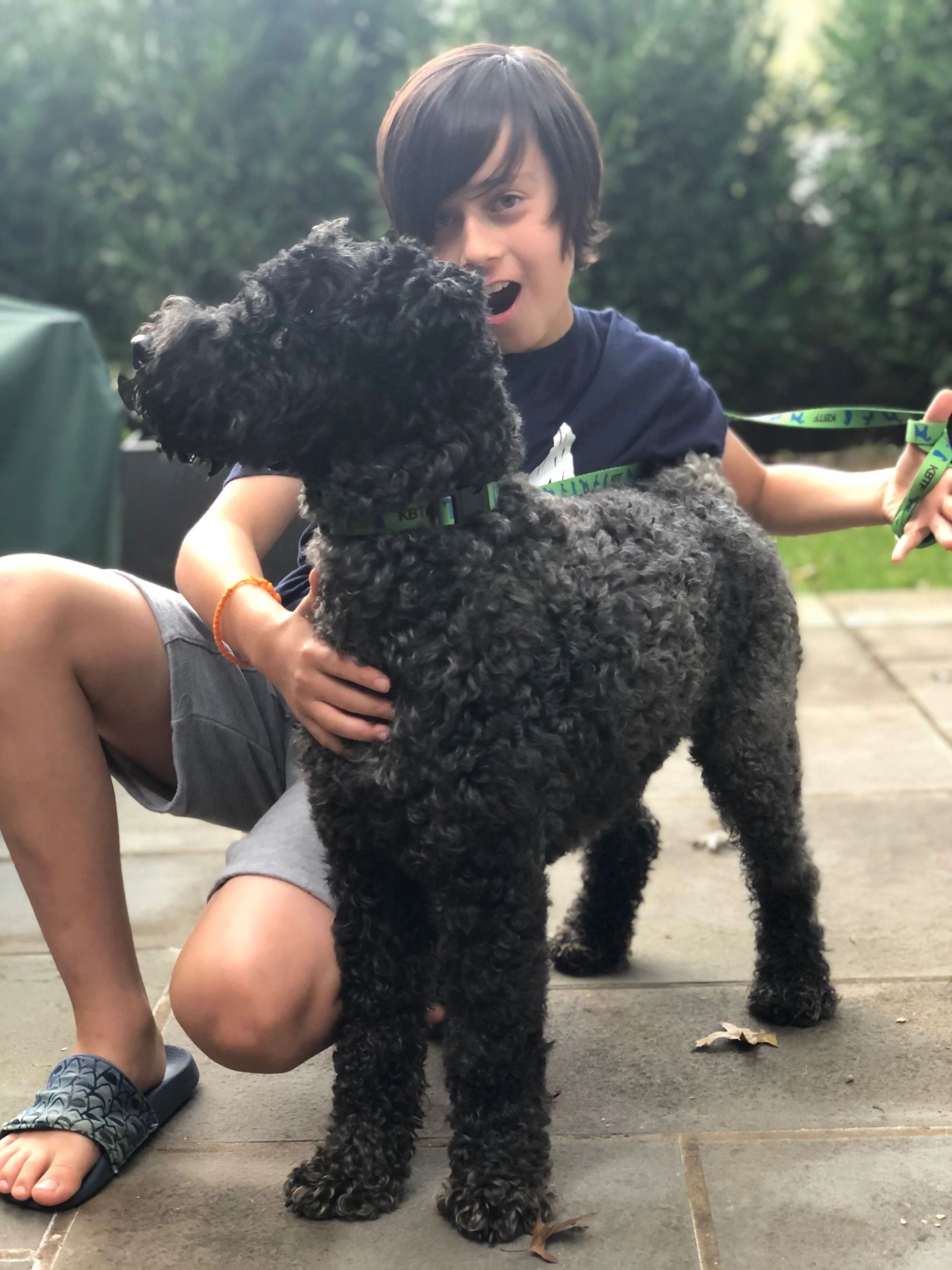 Kerry blue best sale terrier poodle mix